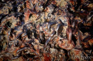 Chain soup_1210Estpix