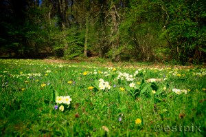 _MG_1563Estpix Primroses