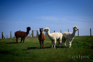 _MG_1580Estpix Exmoor Llamas