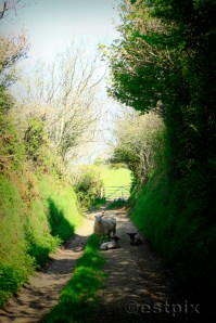 _MG_1592Estpix Ewe and lambs