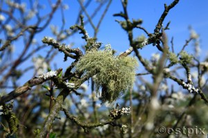 _MG_1617Estpix Sloe tree lichen