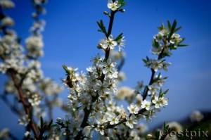 _MG_1620Estpix Whore