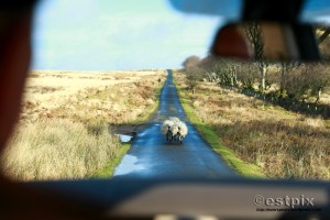 ESTX9819WBC_Estpix14