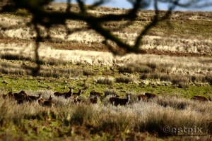 ESTX9837WBC_Estpix14