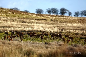 ESTX9847WBC_Estpix14