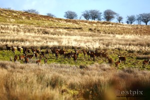 ESTX9850WBC_Estpix14