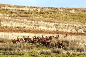 ESTX9854WBC_Estpix14