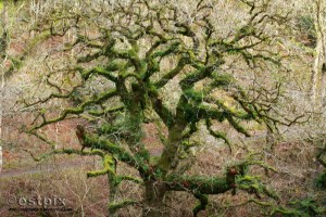 ESTX9870WBC_Estpix14