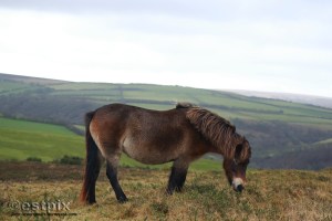 ESTX9880WBC_Estpix14