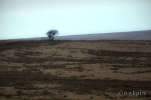 _STX9805WBC_Estpix14