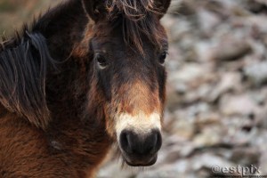 _STX9883WBC_Estpix14