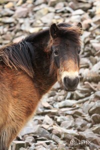 _STX9897WBC_Estpix14