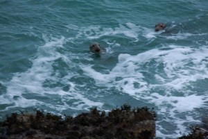 ESTX0217Lundy_Estpix14