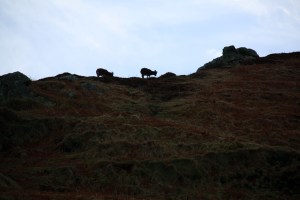 ESTX0231Lundy_Estpix14