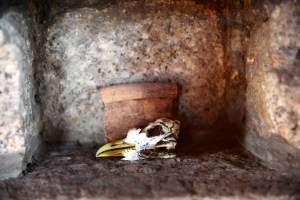 ESTX0334Lundy_Estpix14