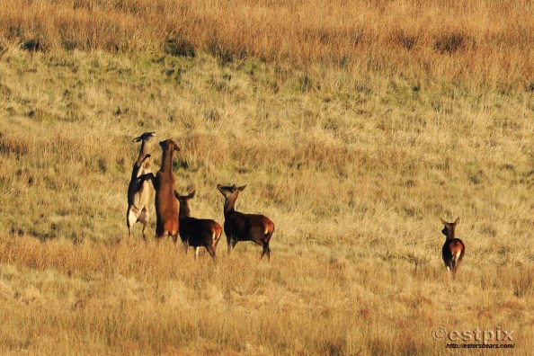 Dancin_STX0567_Estpix_15