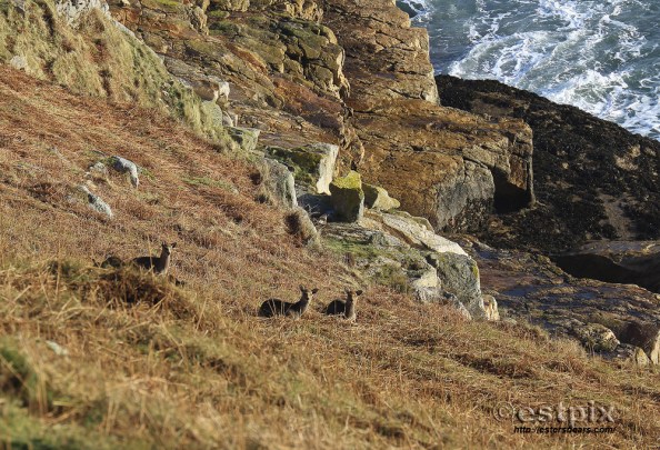 Estpix_Feb16 Lundy004