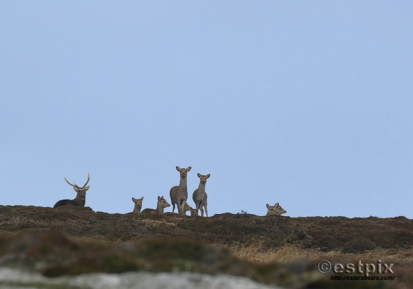 Estpix_Feb16 Lundy011