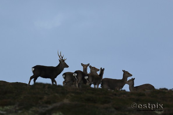 Estpix_Feb16 Lundy018