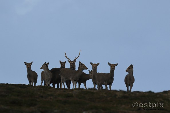 Estpix_Feb16 Lundy023