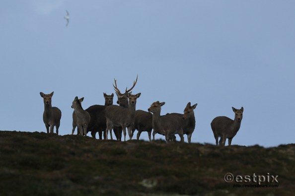 Estpix_Feb16 Lundy024