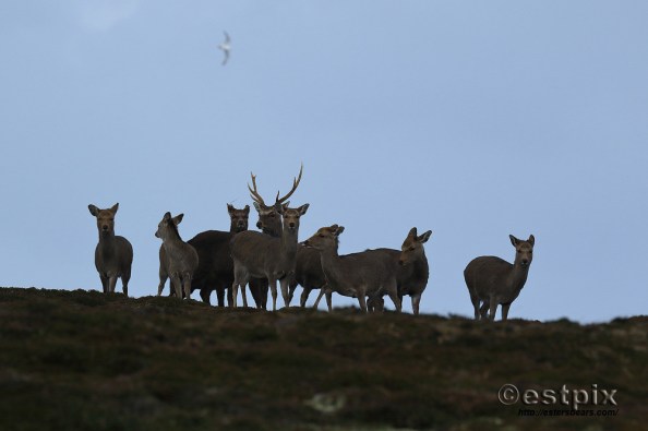 Estpix_Feb16 Lundy025