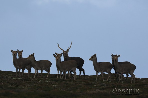 Estpix_Feb16 Lundy027
