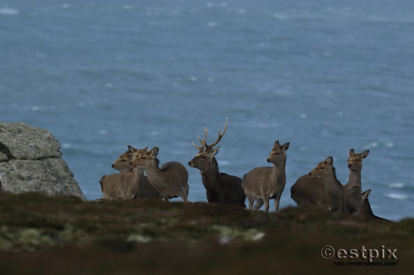 Estpix_Feb16 Lundy038