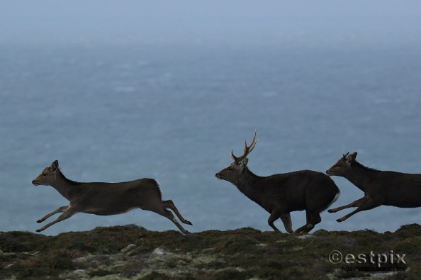 Estpix_Feb16 Lundy043