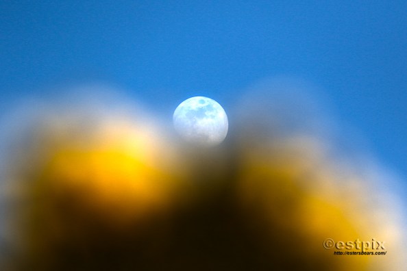 _STX0058Scot_Estpix17