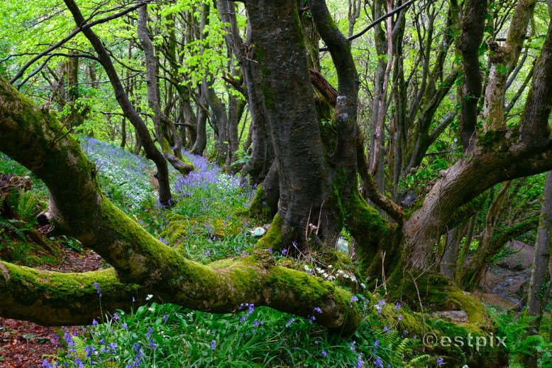 Blue bells low res_EST0088