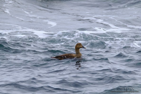 _EST9833_1Spring Projeckt Estpix 19