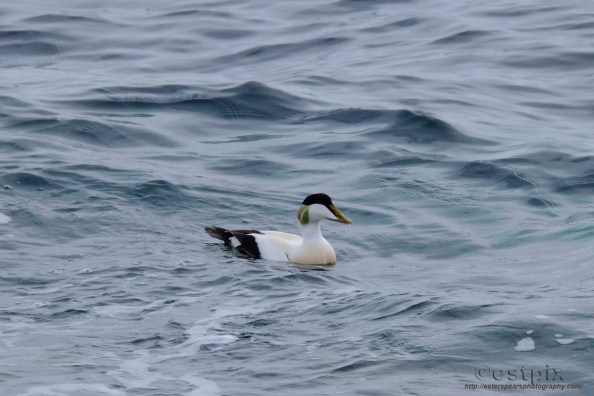 _EST9836_1Spring Projeckt Estpix 19