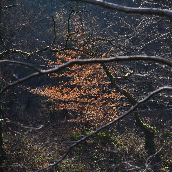 _DSF5251_estpix 2021 INSTA